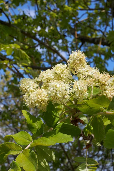 Sorbus Domestica Árbol Flor —  Fotos de Stock