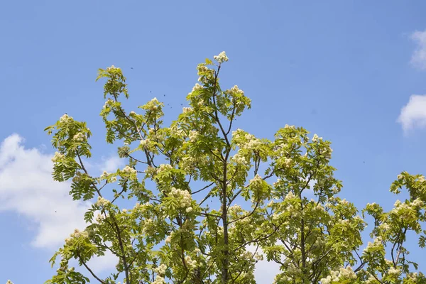 Sorbus Domestica Tree Bloom — Stock Photo, Image