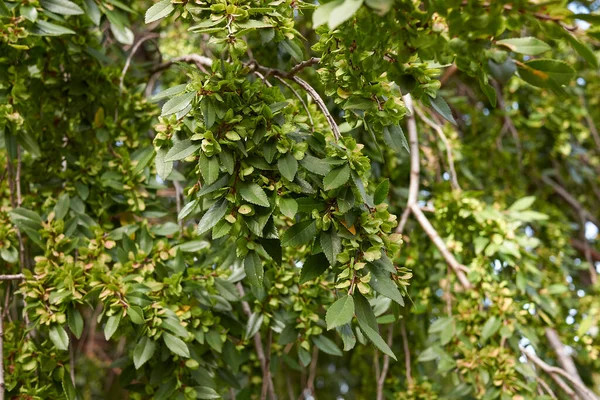 Ulmus Parvifolia Rama Cerca —  Fotos de Stock