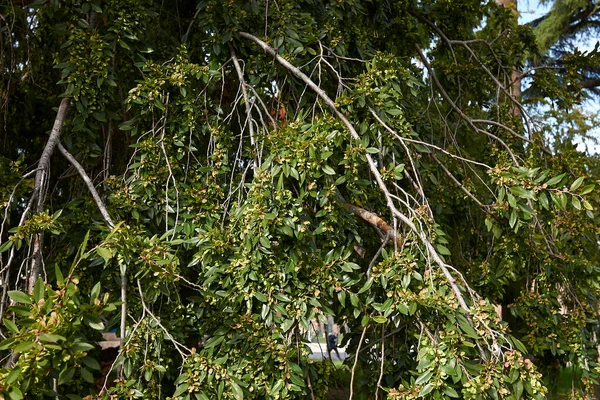 Ulmus Parvifolia Branch Close — Stock Photo, Image