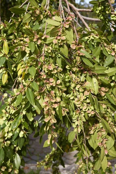 Ulmus Parvifolia Gren Nära Håll — Stockfoto