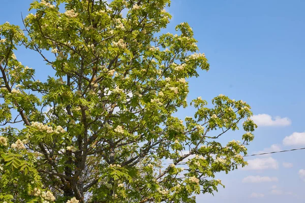 Sorbus Domestica Tree Bloom — Stock Photo, Image