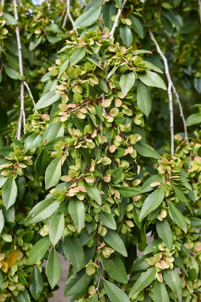 Ulmus Parvifolia Rama Cerca —  Fotos de Stock