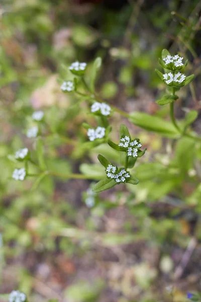Valerianella Locusta Bladoniebieski Kwiatostan — Zdjęcie stockowe