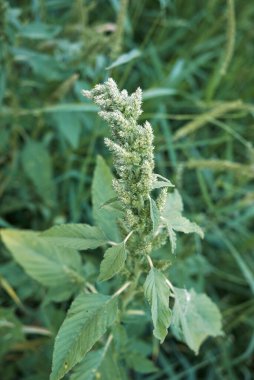 Amaranthus retroflexus çiçek açtı