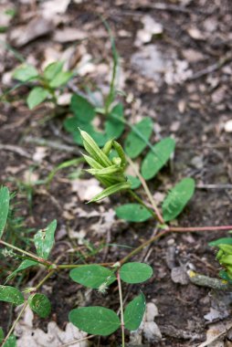 Taze meyveli Astragalus glycyphyllos.