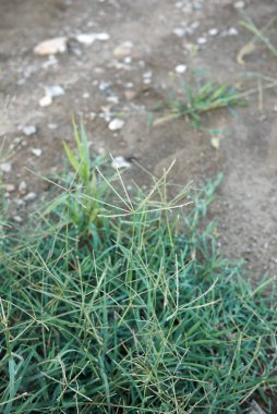 Cynodon Dactylon otları çiçek açtı
