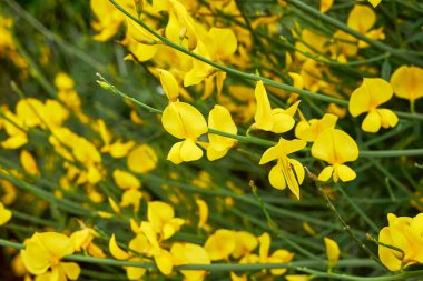 Spartium ormanı sarı çiçek ve taze meyve.