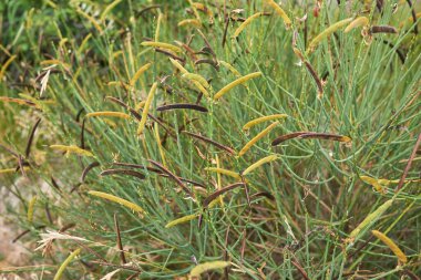 Spartium ormanı sarı çiçek ve taze meyve.