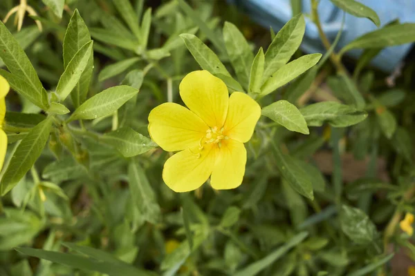 Φυτά Ludwigia Grandiflora Κατά Μήκος Της Ακτής — Φωτογραφία Αρχείου