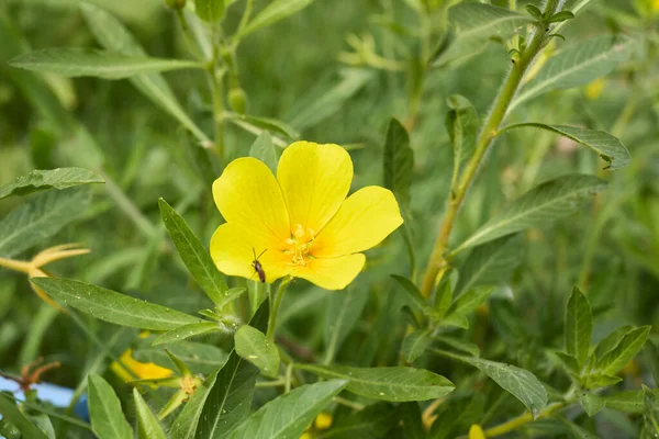 Φυτά Ludwigia Grandiflora Κατά Μήκος Της Ακτής — Φωτογραφία Αρχείου