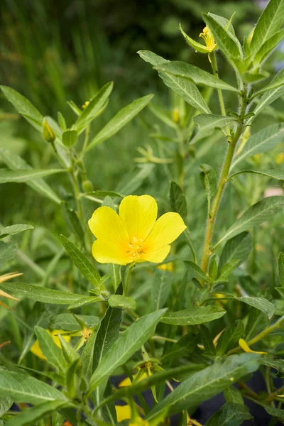 Elektrownie Ludwigia Grandiflora Wzdłuż Brzegu Jeziora — Zdjęcie stockowe