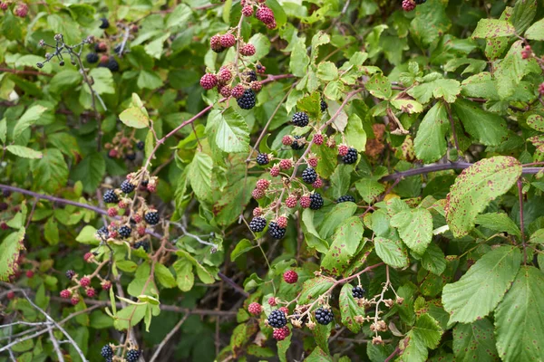 Rubus Ulmifolius Arbusto Con Moras Silvestres Frescas — Foto de Stock