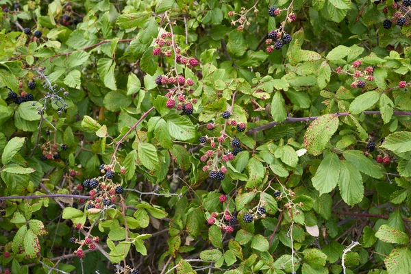 Rubus Ulmifolius Arbusto Con Moras Silvestres Frescas — Foto de Stock