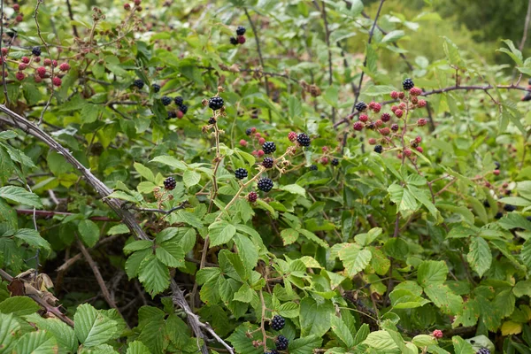 Rubus Ulmifolius Busk Med Friske Vilde Brombær - Stock-foto