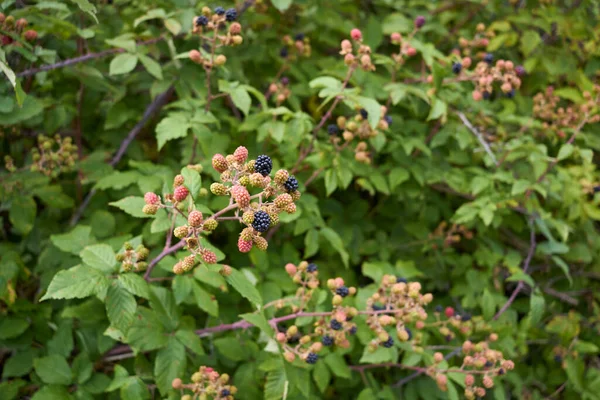 Rubus Ulmifolius Taze Böğürtlenli Çalılık — Stok fotoğraf