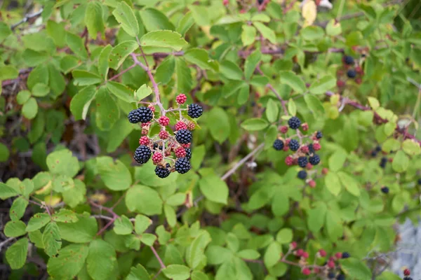 Θάμνος Rubus Ulmifolius Φρέσκα Άγρια Βατόμουρα — Φωτογραφία Αρχείου