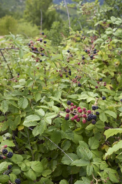 Rubus Ulmifolius Strauch Mit Frischen Wilden Brombeeren — Stockfoto