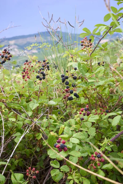 Rubus Ulmifolius Strauch Mit Frischen Wilden Brombeeren — Stockfoto