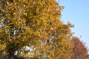 Sonbaharda Pyrus calleryana renkli yeşillik