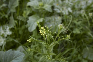 Kamelina mikro karpa bitkisi çiçek açtı.
