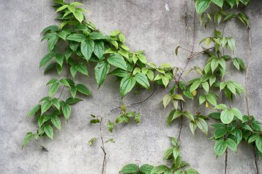 Clematis Montana bir duvara tırmanıyor.