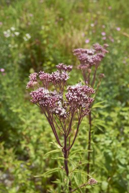 Eupatorium cannabinum pembe cilt bakımı