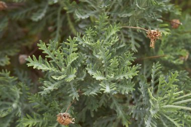 Euryops pectinatus fabrikasını kapatın