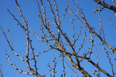 Kışın Ginkgo biloba ağacı