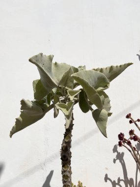 Kalanchoe Beharensis, kapat.