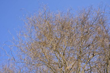 Kış mevsiminde salya ağacı