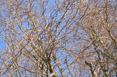 Kış mevsiminde salya ağacı