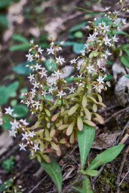 Sedum cepaea 'nın sulu bitkileri çiçek açtı.
