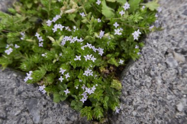 Sherardia arvensis bitkisi çiçek açtı