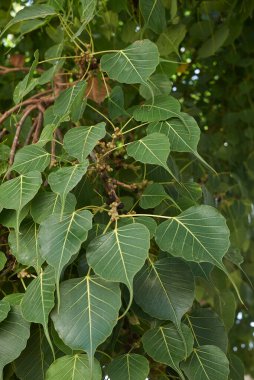 Ficus religiosa ağacını kapatın.