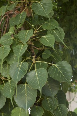 Ficus religiosa ağacını kapatın.