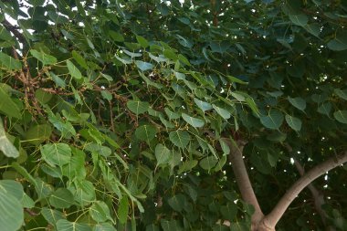 Ficus religiosa ağacını kapatın.