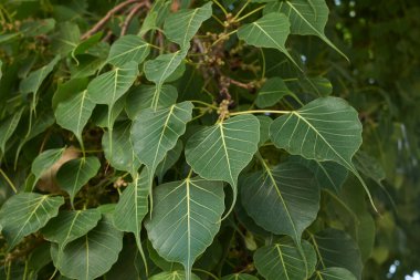 Ficus religiosa ağacını kapatın.