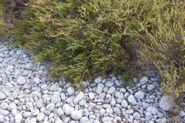 Suaeda vera deniz kenarında çalılık