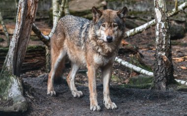 Beautiful gray wolf staying among trees. Adult timber wolf (Canis lupus) in the European forest.