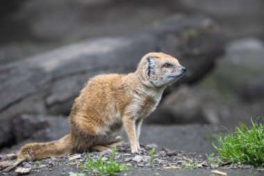 Cute yellow mongoose sitting on the ground. Red meerkat (Cynictis penicillata) is little furry predator with reddish pelage and brown eyes. clipart