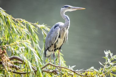 Söğüt dalında gri balıkçıl. Arka planında bulanık yeşil su bulunan uzun bacaklı (Ardea cinerea) vahşi kuş..