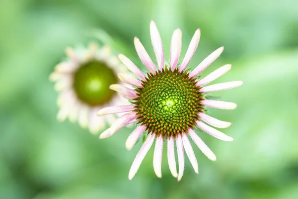 Two echinacea flower heads with light pink petals. Eastern or hedgehog purple coneflower close-up with green blurry background.