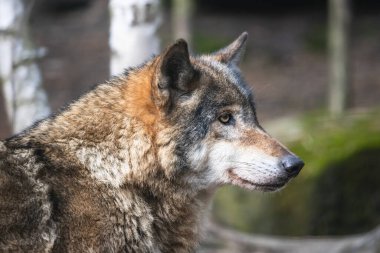 Ormandaki gri kurdun yakın plan portresi. Arkaplanda bulanık huş ağaçları ve yosunlu taşla yetişkin kereste kurdu (Canis lupus).