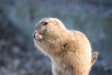 Şirin tüylü, siyah kuyruklu çayır köpeği. Pençelerinde havuç tutan küçük Amerikan kemirgeninin (Cynomys ludovicianus) yakından portresi.