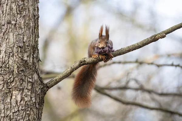 Eurasian red squirrel with material for building a drey in its mouth. Cute fluffy squirrel with ear tufts collects wool fibres to insulate the nest and keep it warm.