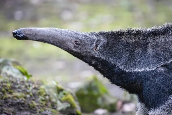 Wild Giant Anteater Close Portrait Furry Ant Bear Head Long Royalty Free Stock Images