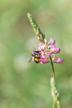 Arı, kutsal yonca üzerindeki pembe çiçeklerden nektar topluyor. Arka ayaklarında polen sepetleri olan bal arısı çiçek açmış kır çiçeklerine tünemiş Esparcet ya da Sainfoin.