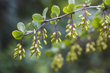 Olgunlaşmamış yeşil böğürtlenli dal. Üzerinde süzülen dikdörtgen meyveler, küçük yapraklar ve keskin dikenler olan böğürtlen çalıları..