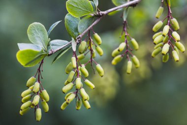 Olgunlaşmamış Berberiler 'in böğürtlenleri. Avrupa böğürtleninin yeşil dikenli ve dikenli dalı.